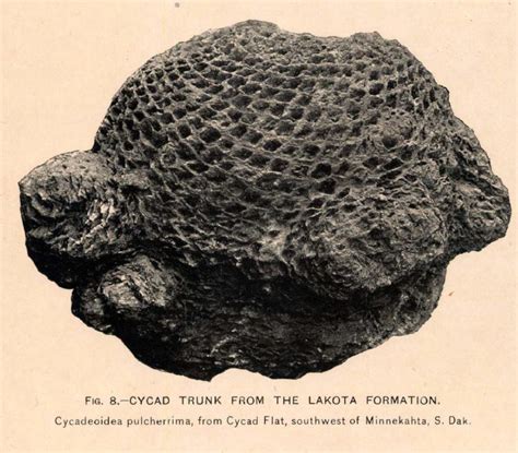 fossil cycad national monument|More.